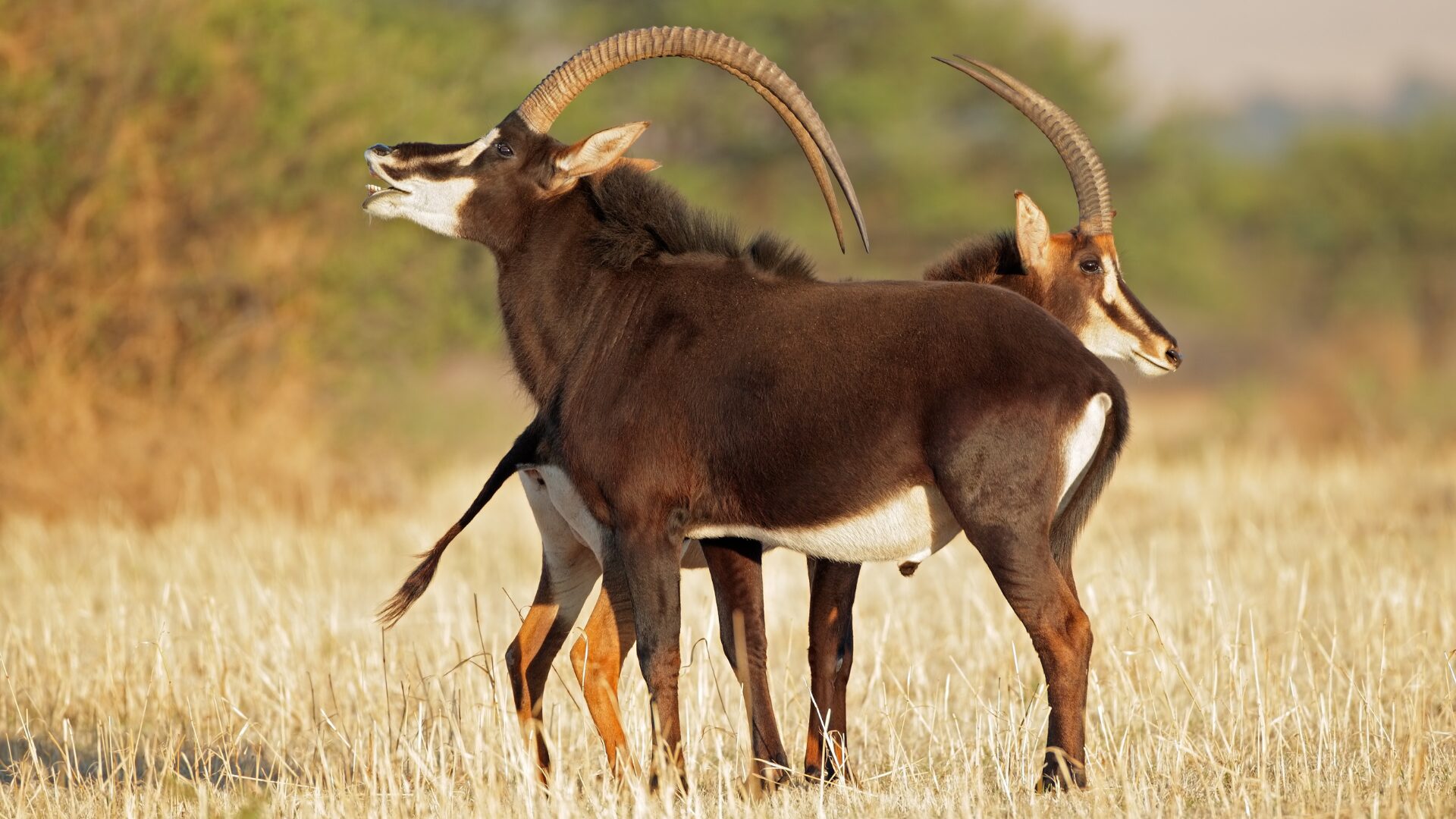 Family-friendly safari services in South Africa