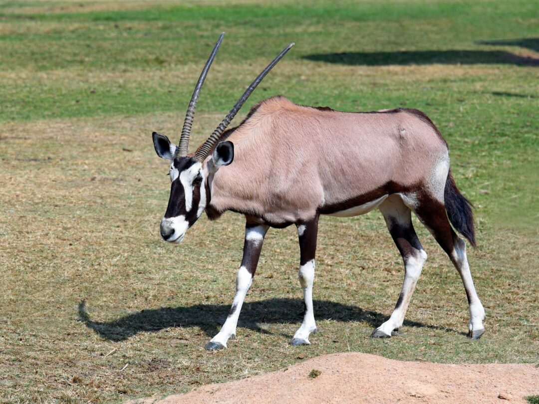 SAFARI PACKAGE 1: $6 250 - Per Hunter