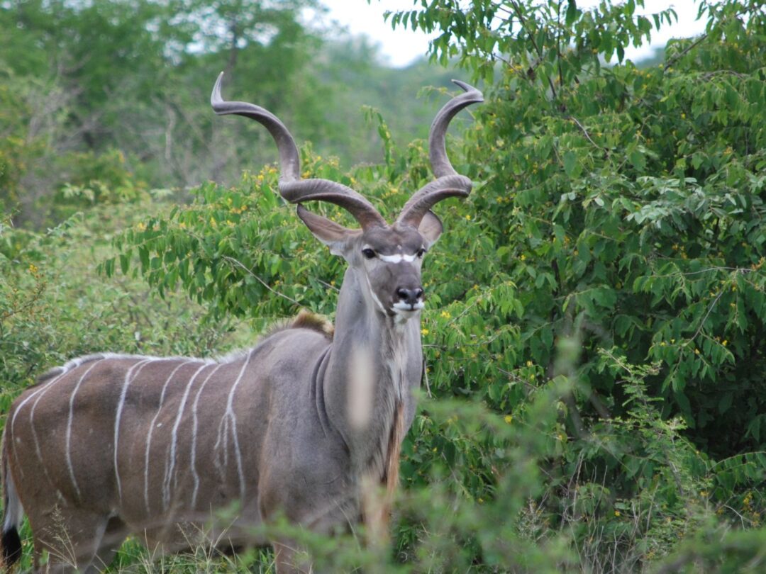 SAFARI PACKAGE 2: $7 550 - Per Hunter