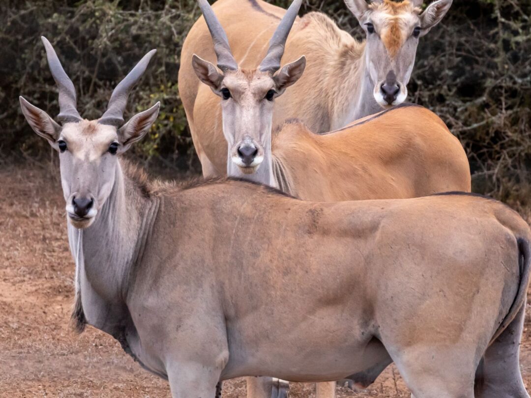 SAFARI PACKAGE 3: SPIRAL HORN CHALLENGE $10 950 - Per Hunter