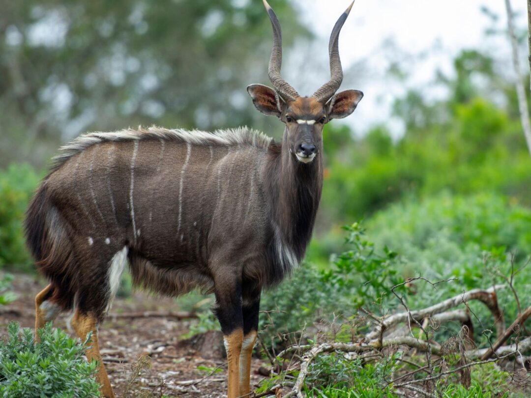 SAFARI PACKAGE 4: PERSONALIZE YOUR PACKAGE ON THE ANIMALS YOU WANT TO HUNT. POR - Per Hunter